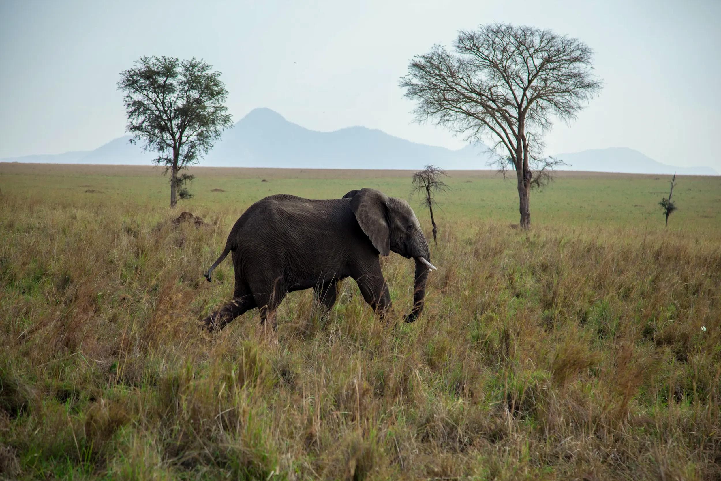 Kidepo Valley & Remote Northern Wilderness